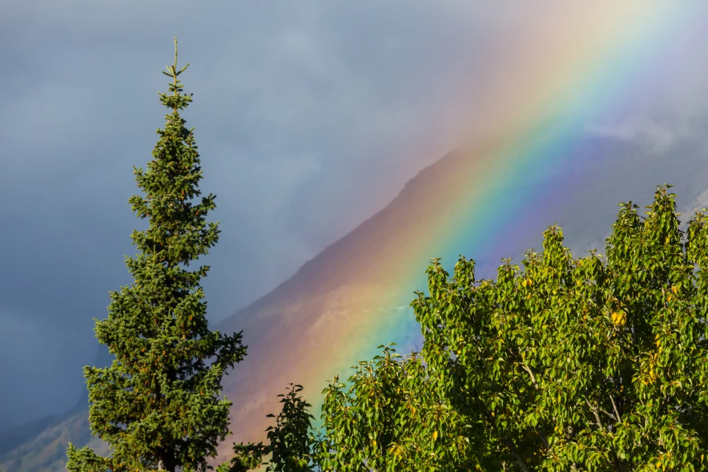 Een prachtige regenboog in de bergen, achter een aantal dennebomen.
